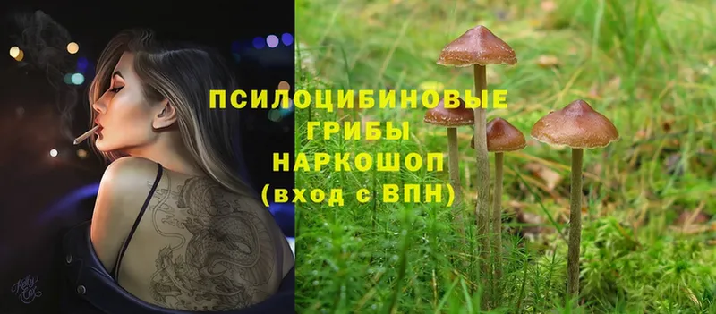 Псилоцибиновые грибы Magic Shrooms  купить закладку  Ельня 